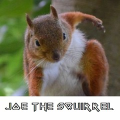 Joe The Squirrel