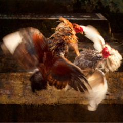 Gallos