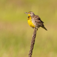 Western Meadowlark & Yellow Warbler