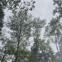 Lett vind i løvtrær / Light wind forest