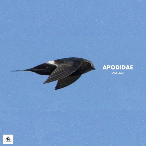Omeria - Apodidae