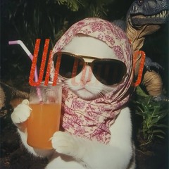 Un Gatito
