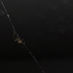 WS