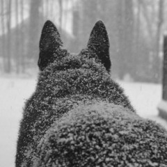 Jack Wolfskin (2020)