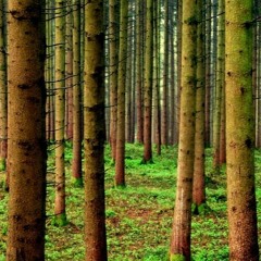 Schweigen Im Walde