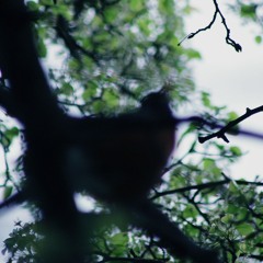 Recollections on the birdbath as its snowcover melts