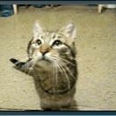Out Run This Cat