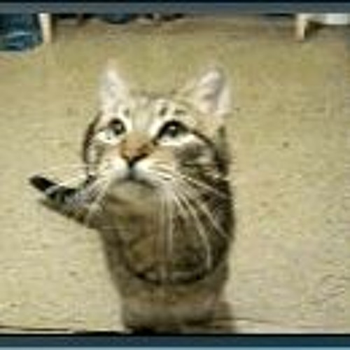 Out Run This Cat