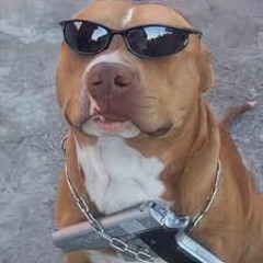 so pitbull de raça ht