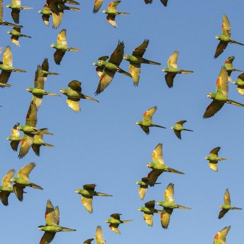 Revoada (1995), for treble and tenor recorder