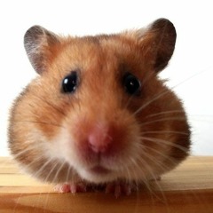 All Hamsters Must Die (Skellmut Diss)