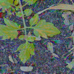 Growth Whispers