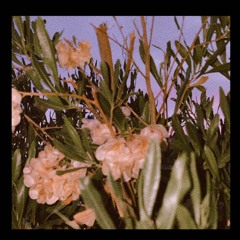 early morning in the meadow (w/ greasy daddy)