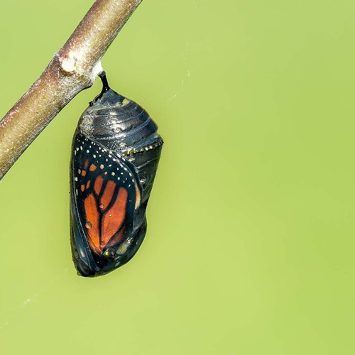 Chrysalis