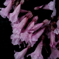 2025-11-16-TheDoctrineOfGodRevealedThroughChristPt11w