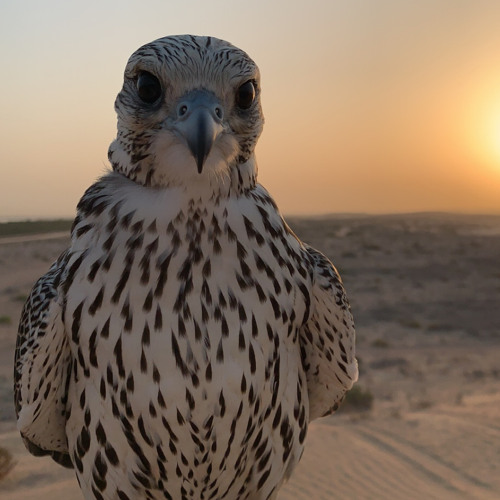 جاوب علي فلاح المسردي - بطيء