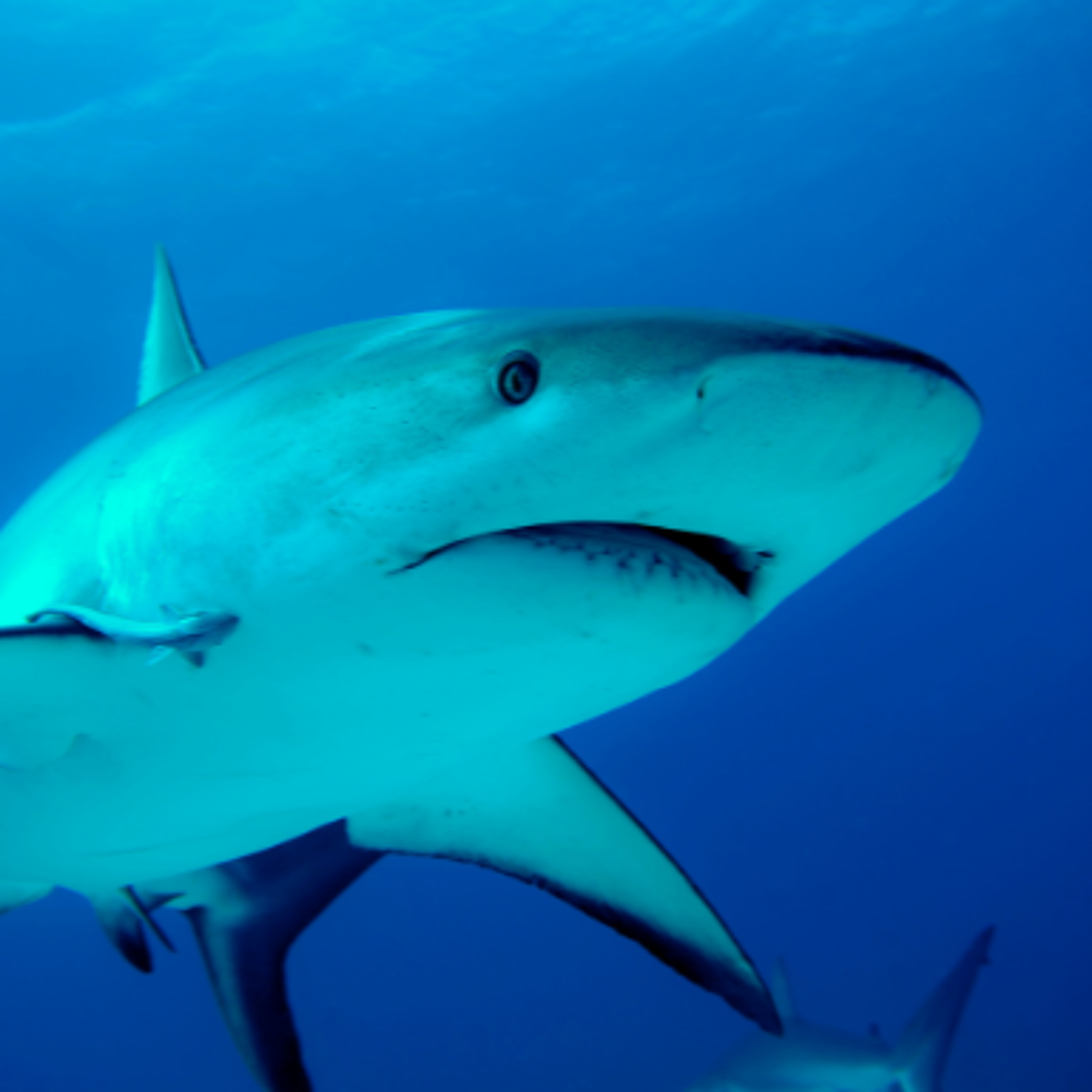Clare Ocean Conservationist Raises Concerns Over "Shark Attack" Coverage episode artwork