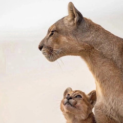 DASHA GLÜCK  - MUR CHIM