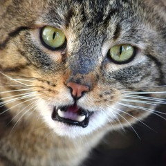 Gary the stray says hi to kidbass