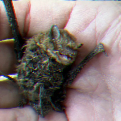 Pipistrelle