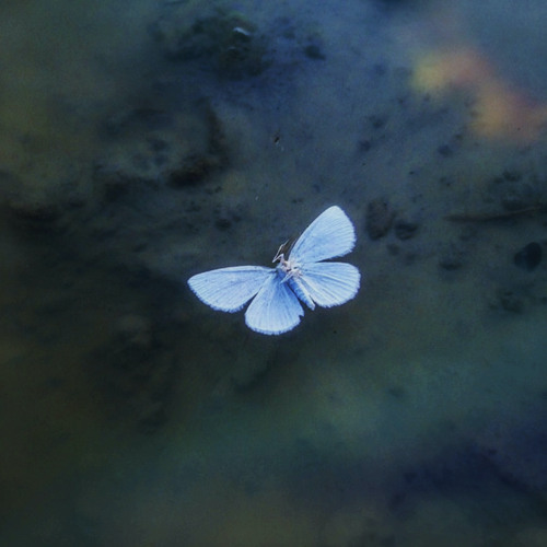 fading light ✧｡⋆.