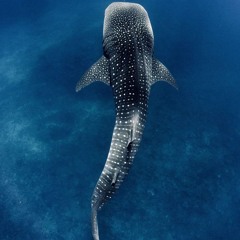 Copii Bogati ILYYYERKMINATTI