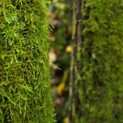 Caribbean Nights - 2nd cut [demo #1]