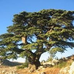 كُنار غريو