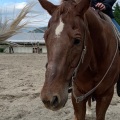 試されてる(demo)