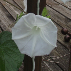 IMAGINARY LINES (Downtempo/Prog)/R.W. Scott