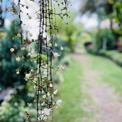 hymn｜〔演唱版〕走你不知道的路If God leads you to walk a way｜feat.Iris姐｜活麵包Living Bread ｜piano cover