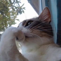 Someone come with me to the toe concert on the 28th of September 2025 at KLPAC