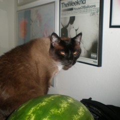 at some point I have to just do it, but I'd rather wear adidas