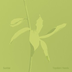 Sunrise (Preview - out Feb 21)