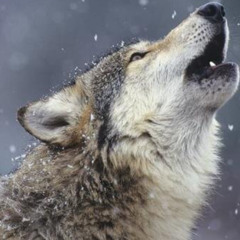 Wolf Head - Grey Wolf