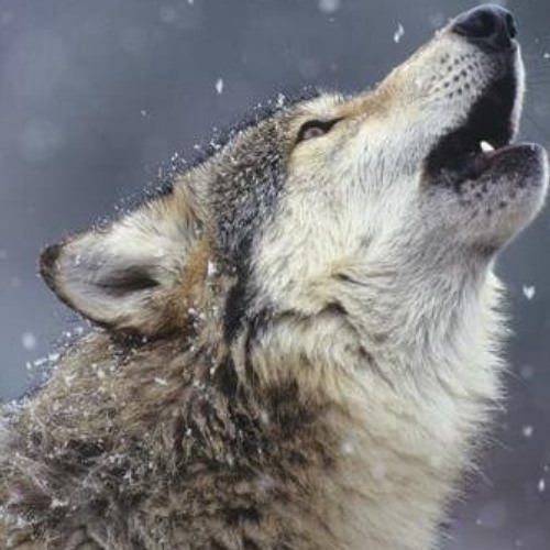 Wolf Head - Grey Wolf