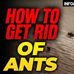 Little black ants exterminators.wav