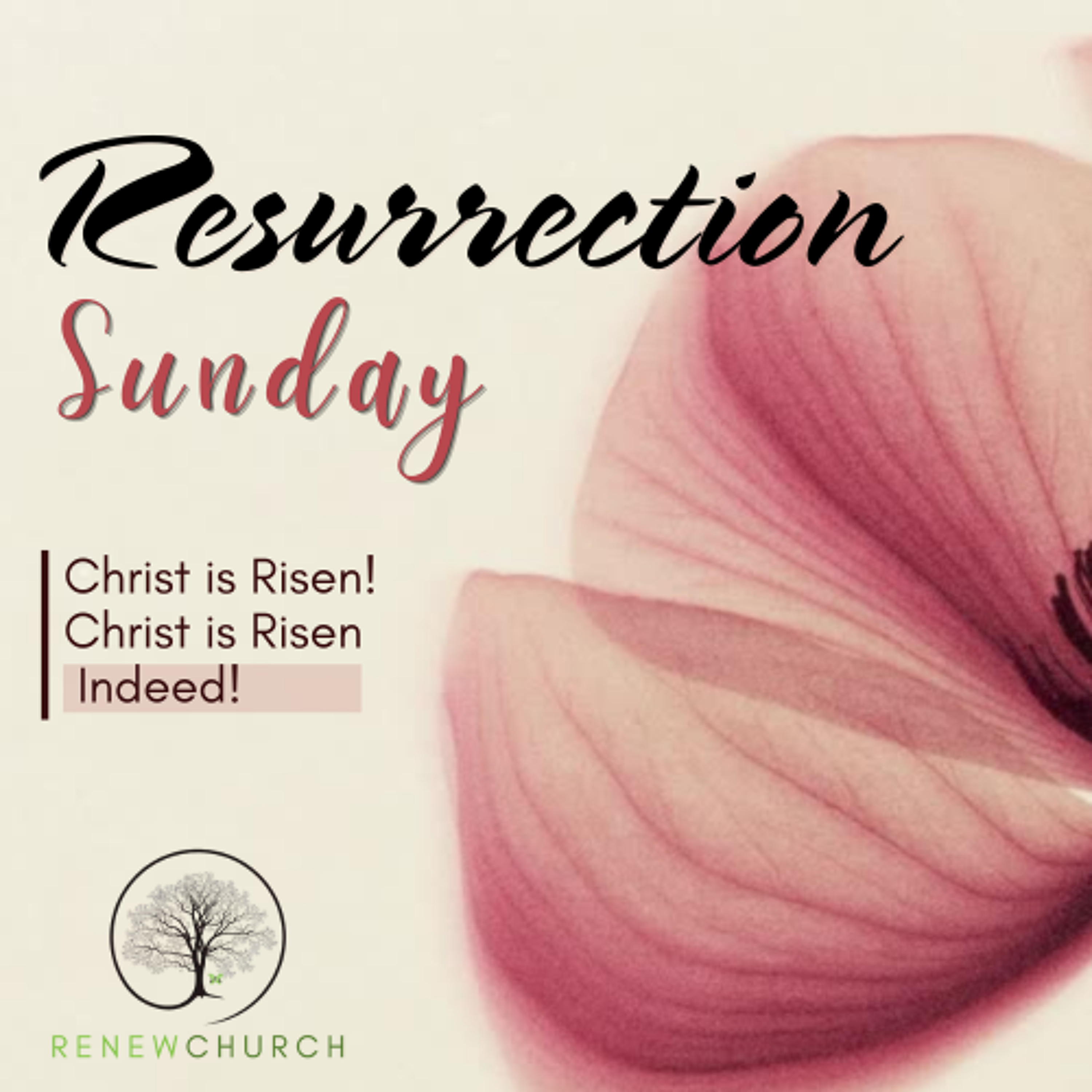 "Walk, Don't Run" | Rev. Dave Sim | John 20:1-18 | Easter 2026 episode artwork