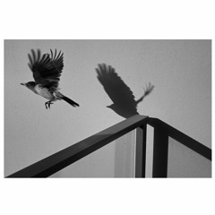 Memories of Flight