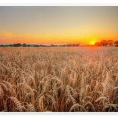 Ein Bett im Kornfeld TEKK