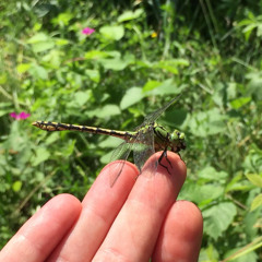 Terapinių instrumentų meditacija
