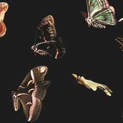 Playboi Carti-"Neon Butterflies"(prod by Adrian)