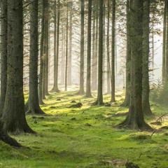 Meditation on the forest