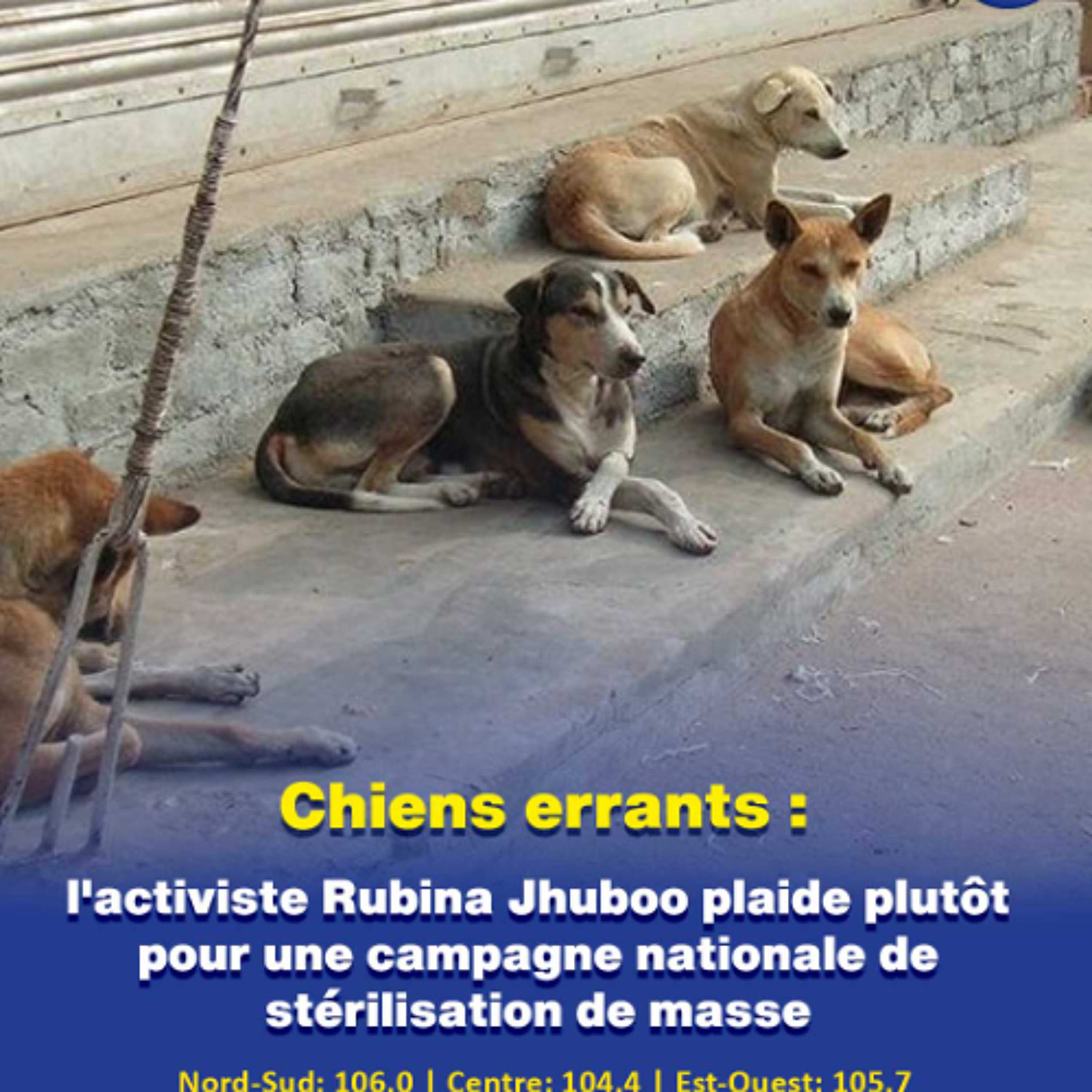 Chiens errants : l'activiste Rubina Jhuboo plaide plutôt pour une campagne nationale de stérilisation de masse