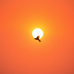 Fly Away