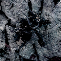 Solma - Spores [OS06]