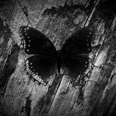Black Butterflies [FREE DOWNLOAD]