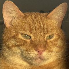 ДАЛИ ver.3 feat KOTBAZIK