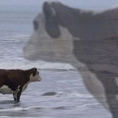 grysni cow in a balkon - single