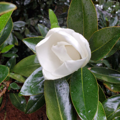 grandiflora